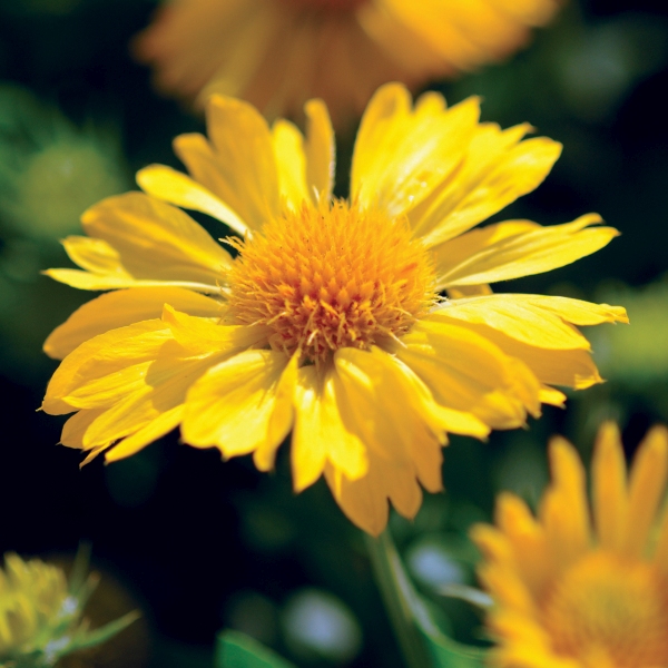 Gaillardia aristata 'Yellow' Gaillardia aristata 'Yellow'