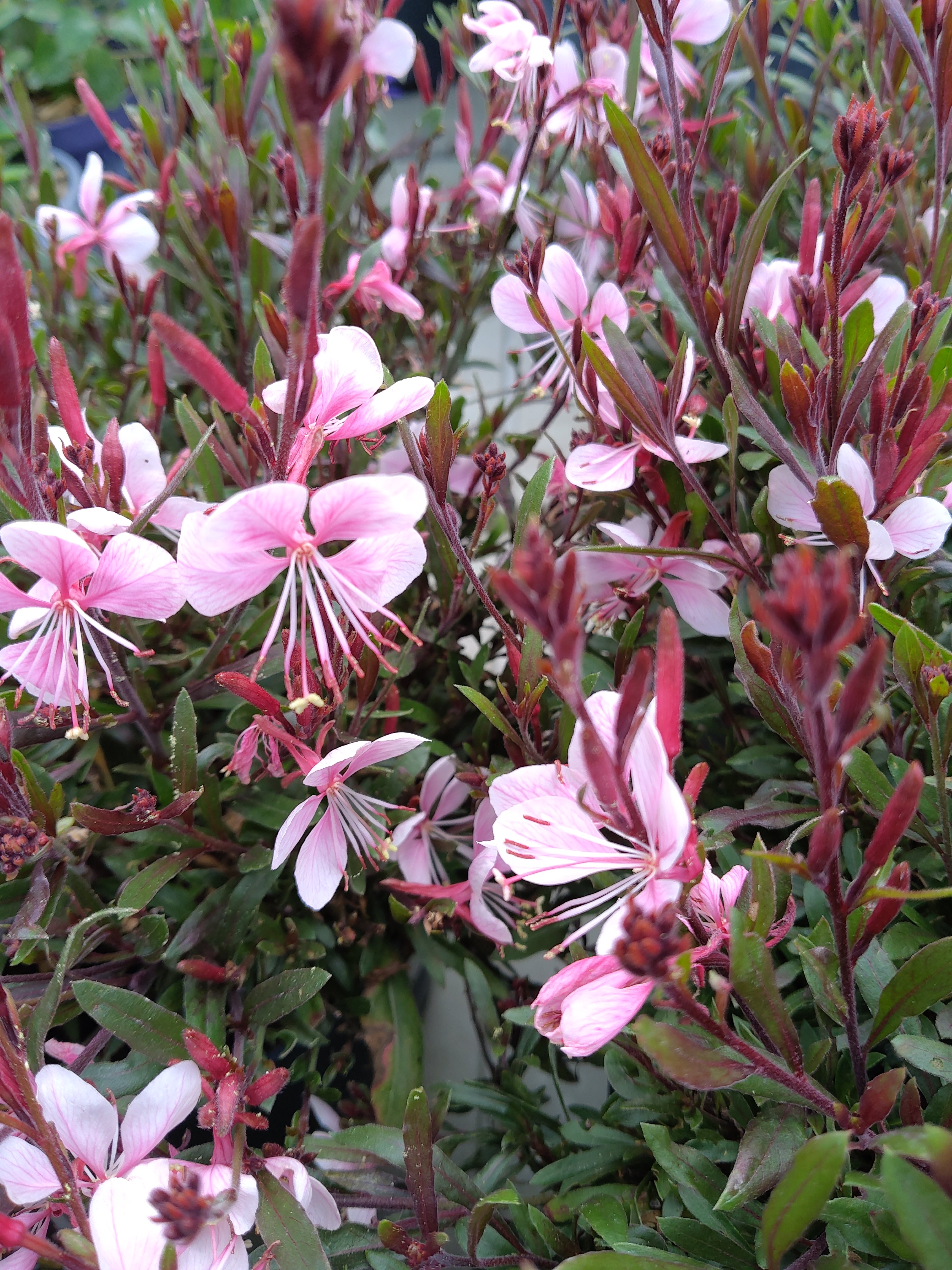 Gaura lin. 'Gaudi® White'