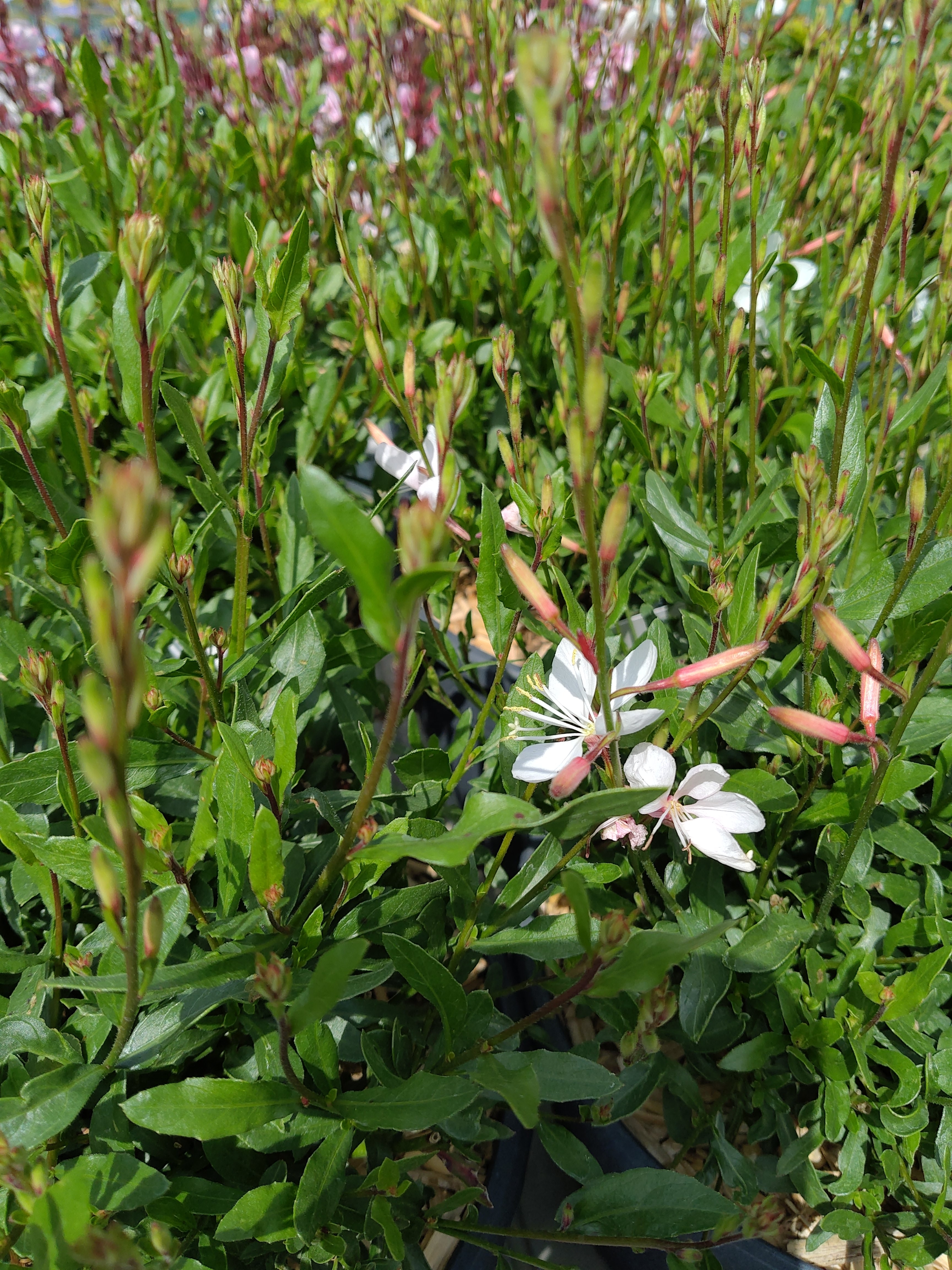 Gaura lin. 'Gaudi® White'