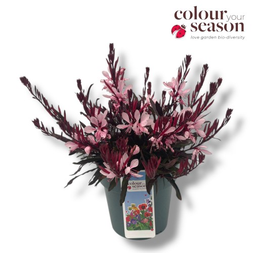 Gaura lind.'Gaudi Rose' - Color your Garden