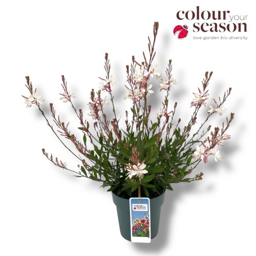 Gaura lind.'Gaudi White' - Color your Garden