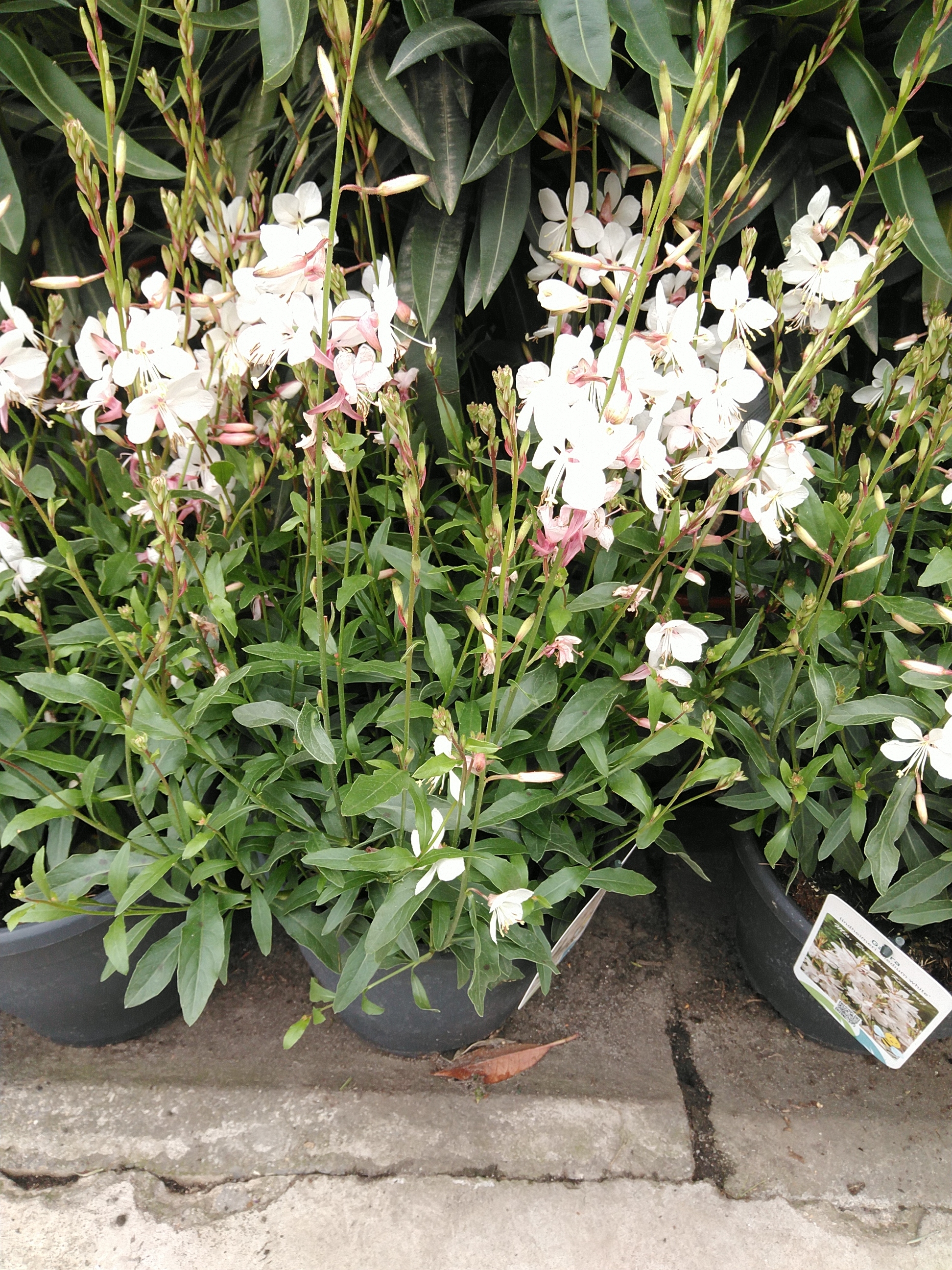 Gaura lin. 'Gaudi® White'