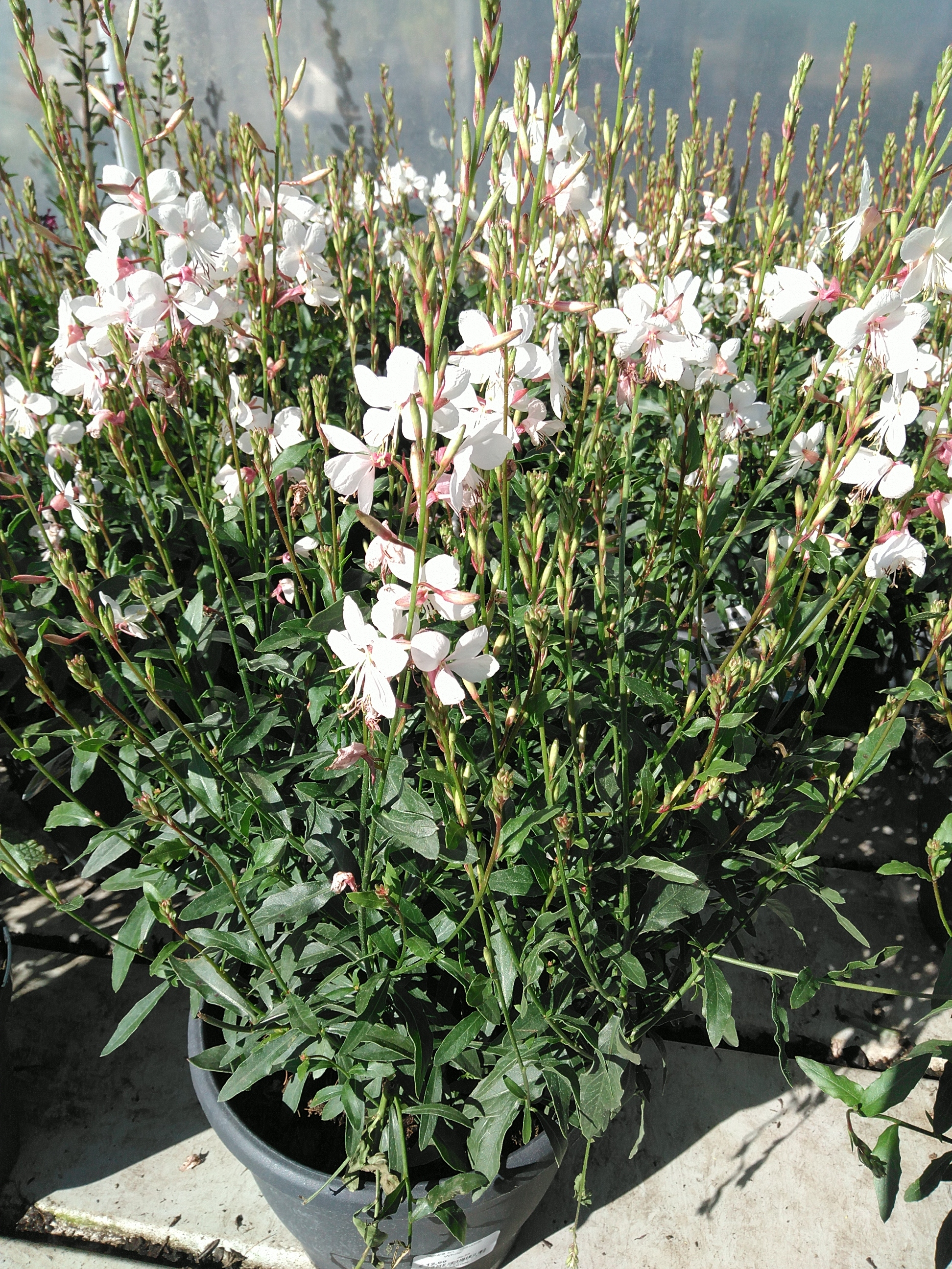 Gaura lin. 'Gaudi® White'