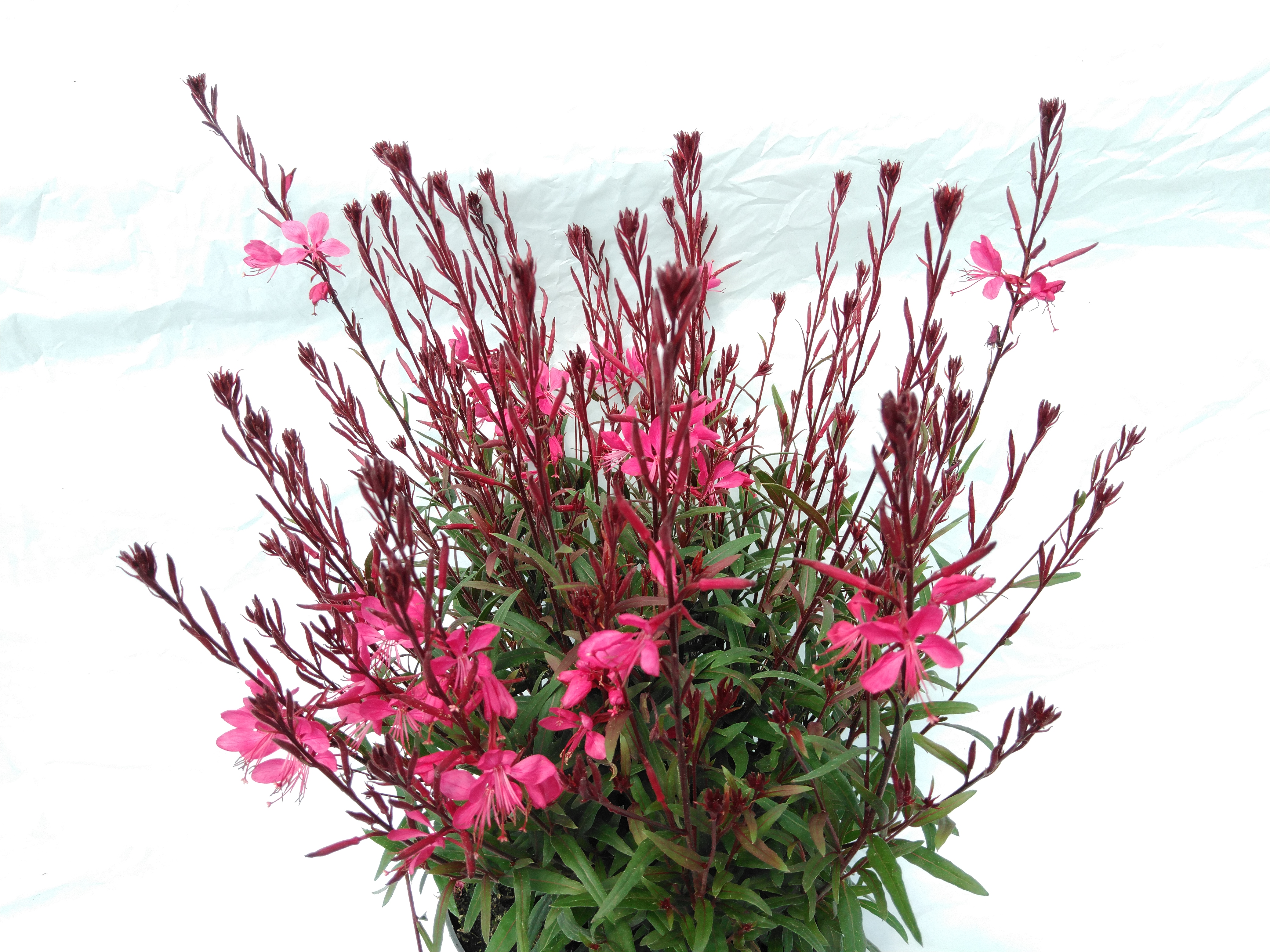 Gaura lindheimeri roze - rose Gaura lindheimeri roze - rose