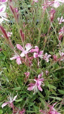 Gaura lind. 'Siskiyon Pink' Gaura lind. 'Siskiyon Pink'