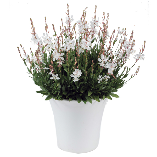 Gaura lindh. 'Steffi White' Gaura lindh. 'Steffi White'
