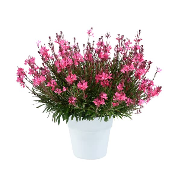 Gaura lindh. 'Steffie Dark Rose' Gaura lindh. 'Steffie Dark Rose'