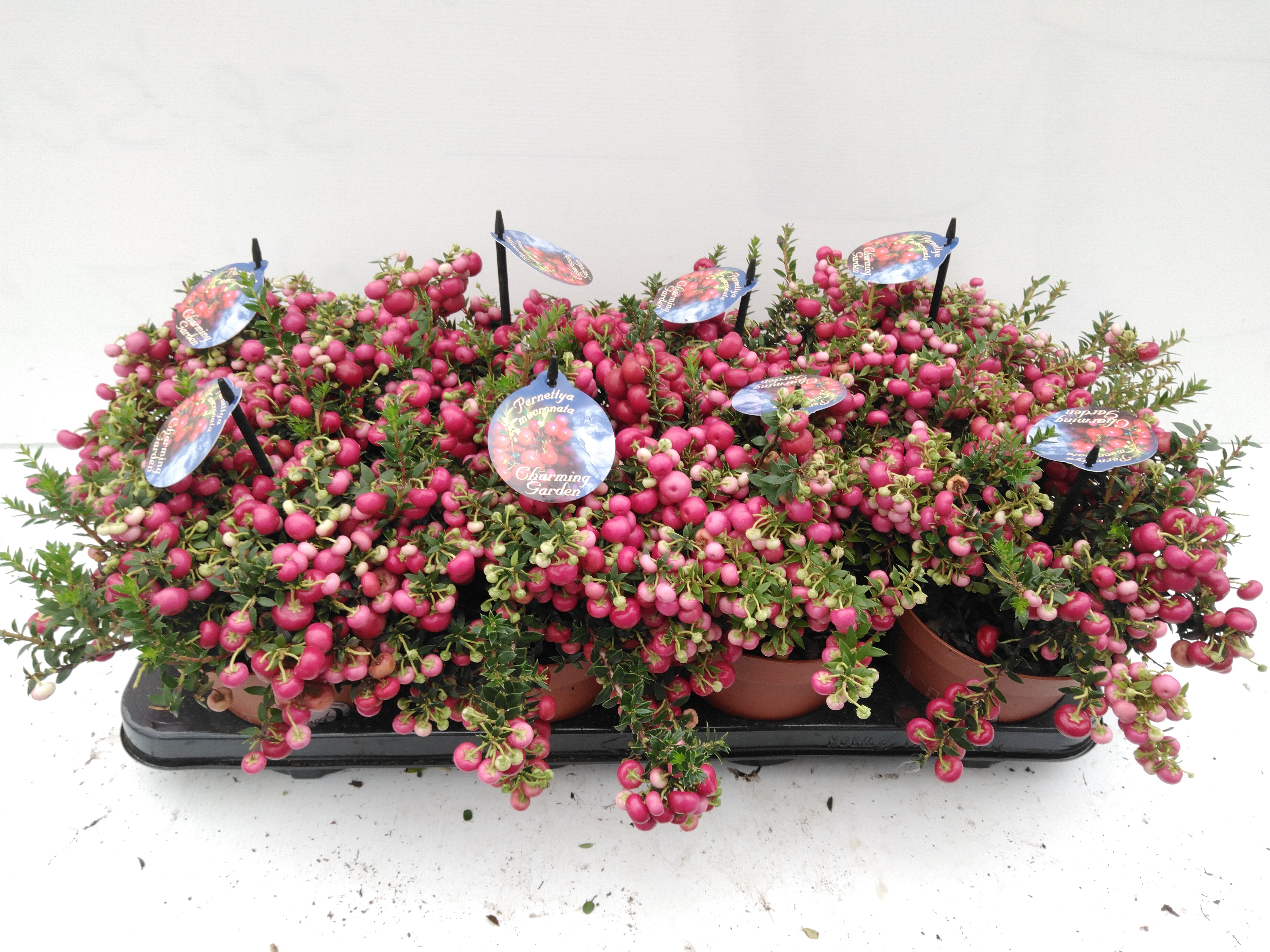 Gaultheria RED Berry rood - rouge