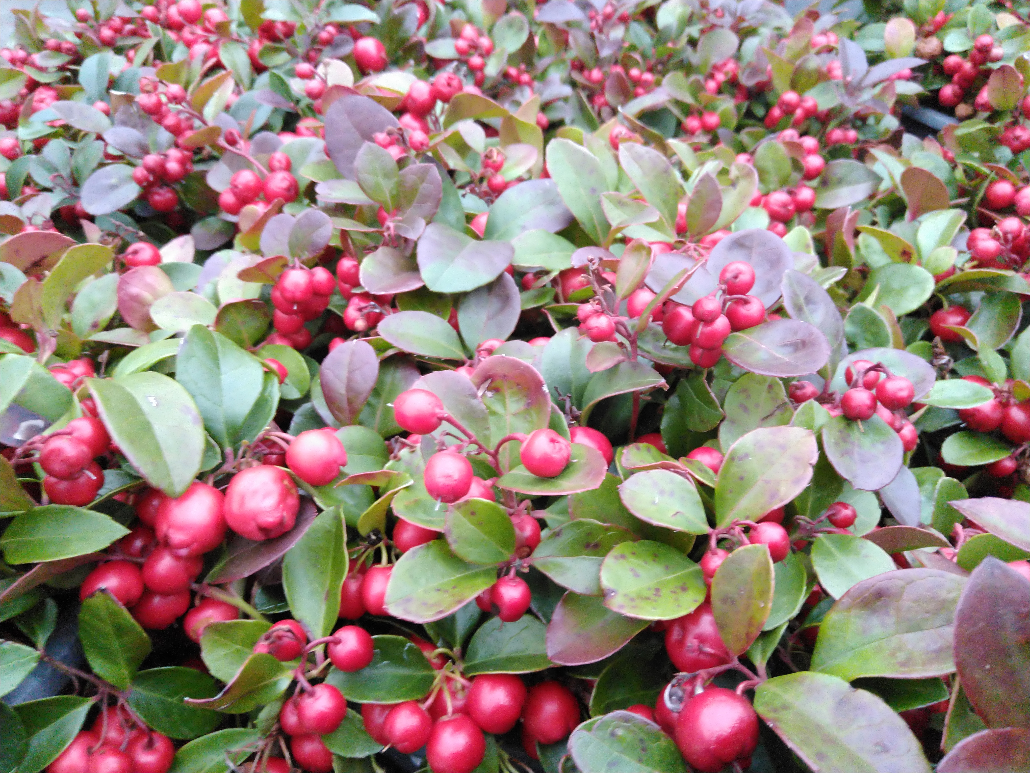 Gaultheria pro. 'Big Berry' Gaultheria pro. 'Big Berry'