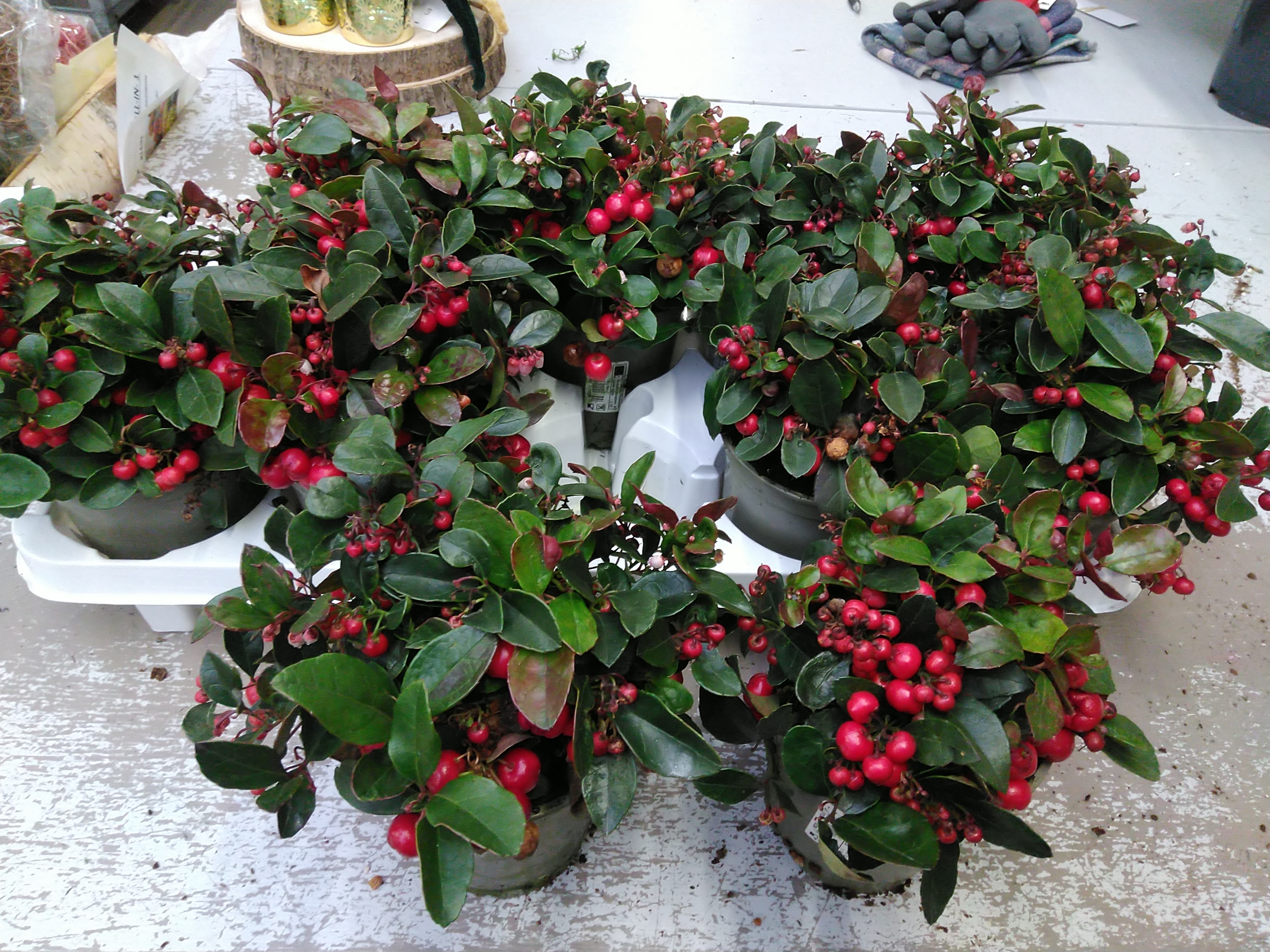 Gaultheria Big Berry