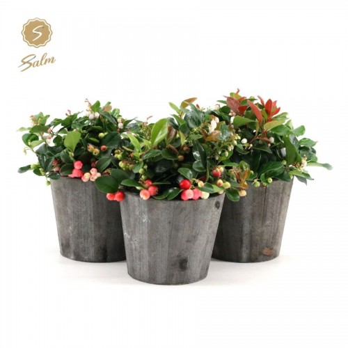 Gaultheria procumbens 'Big Berry' in decopot Gaultheria procumbens 'Big Berry' in decopot
