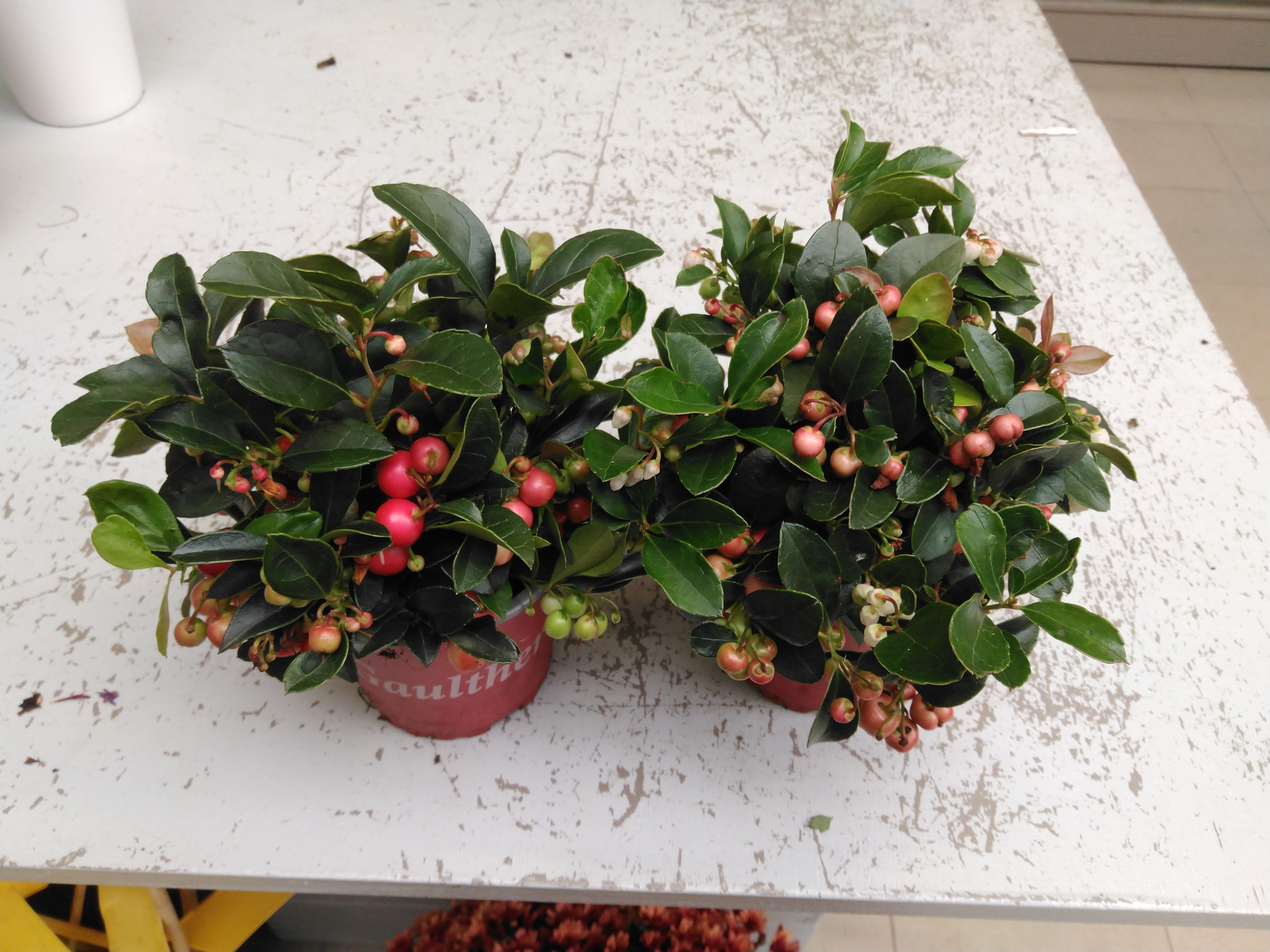 Gaultheria procumbens met rode bes