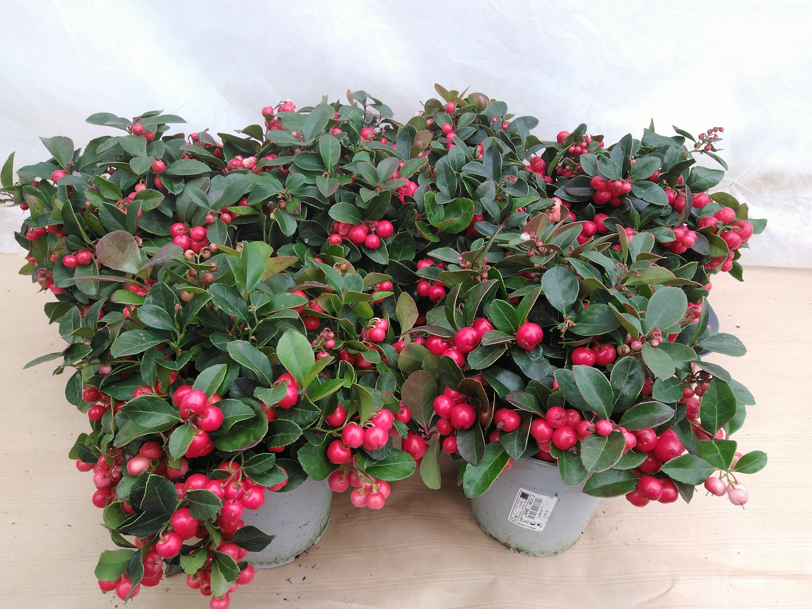 Gaultheria procumbens met rode bes