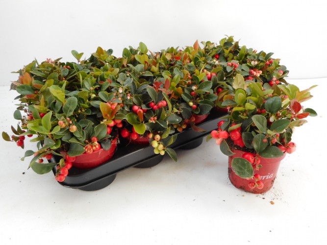 Gaultheria procumbens