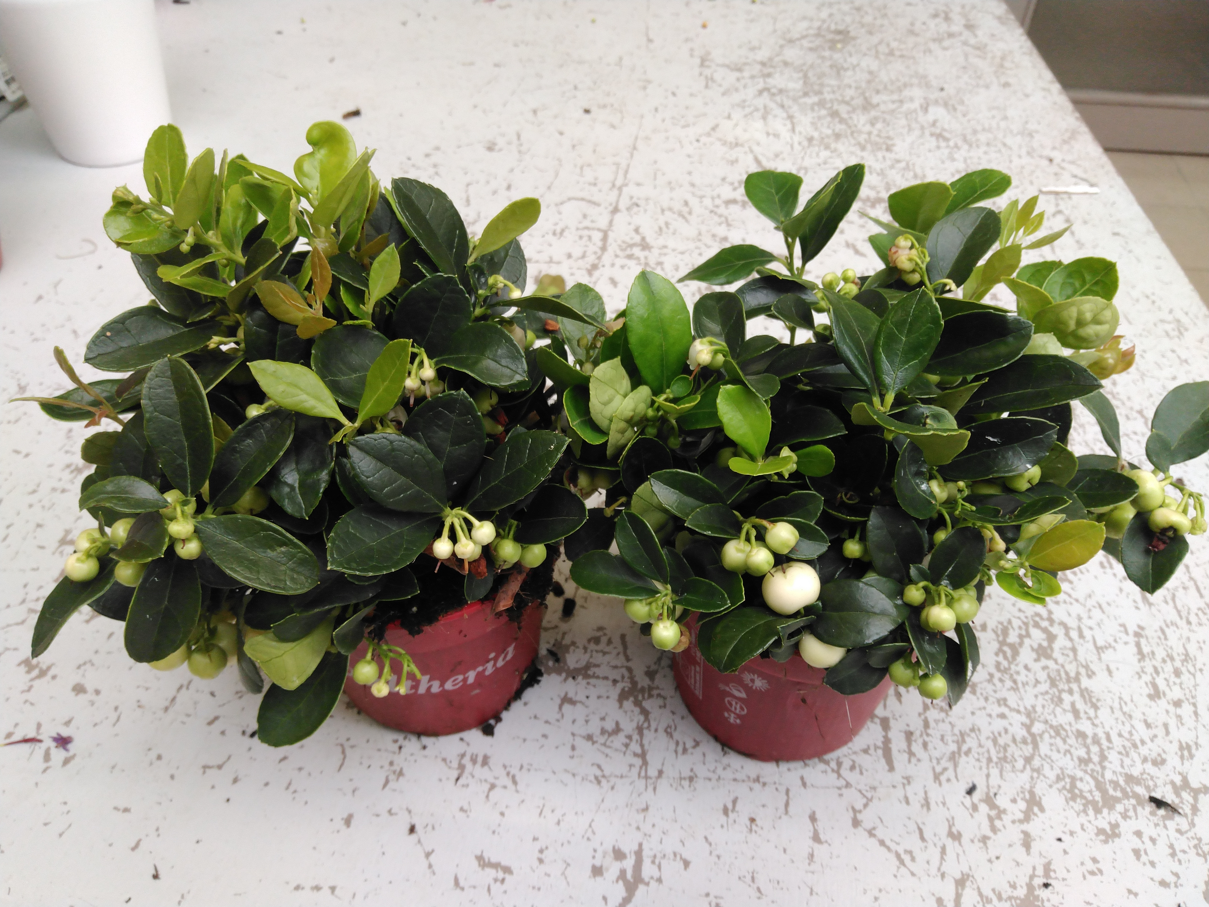 Gaultheria procumbens met witte bes Gaultheria procumbens met witte bes