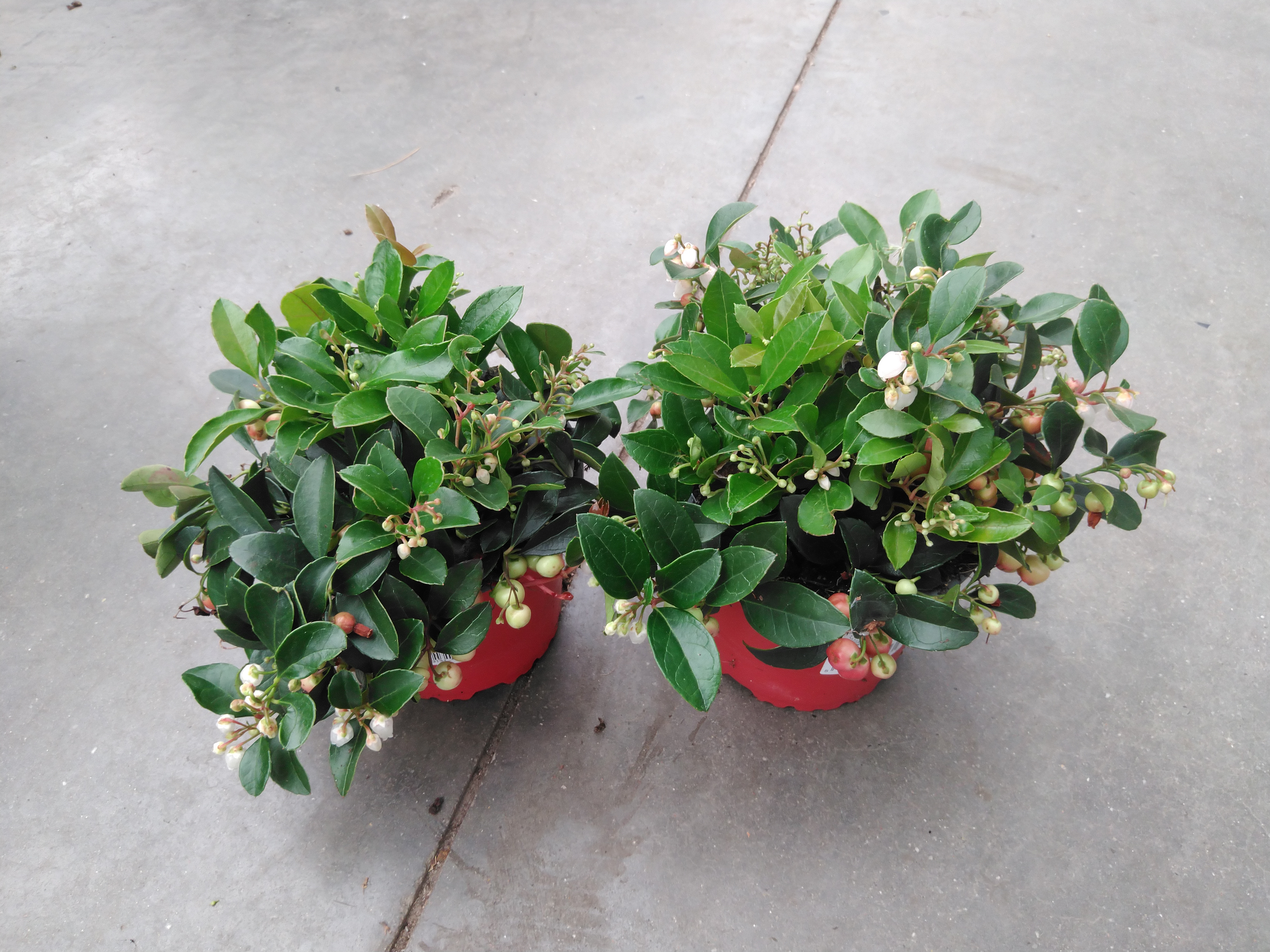 Gaultheria procumbens 'Very Berry'