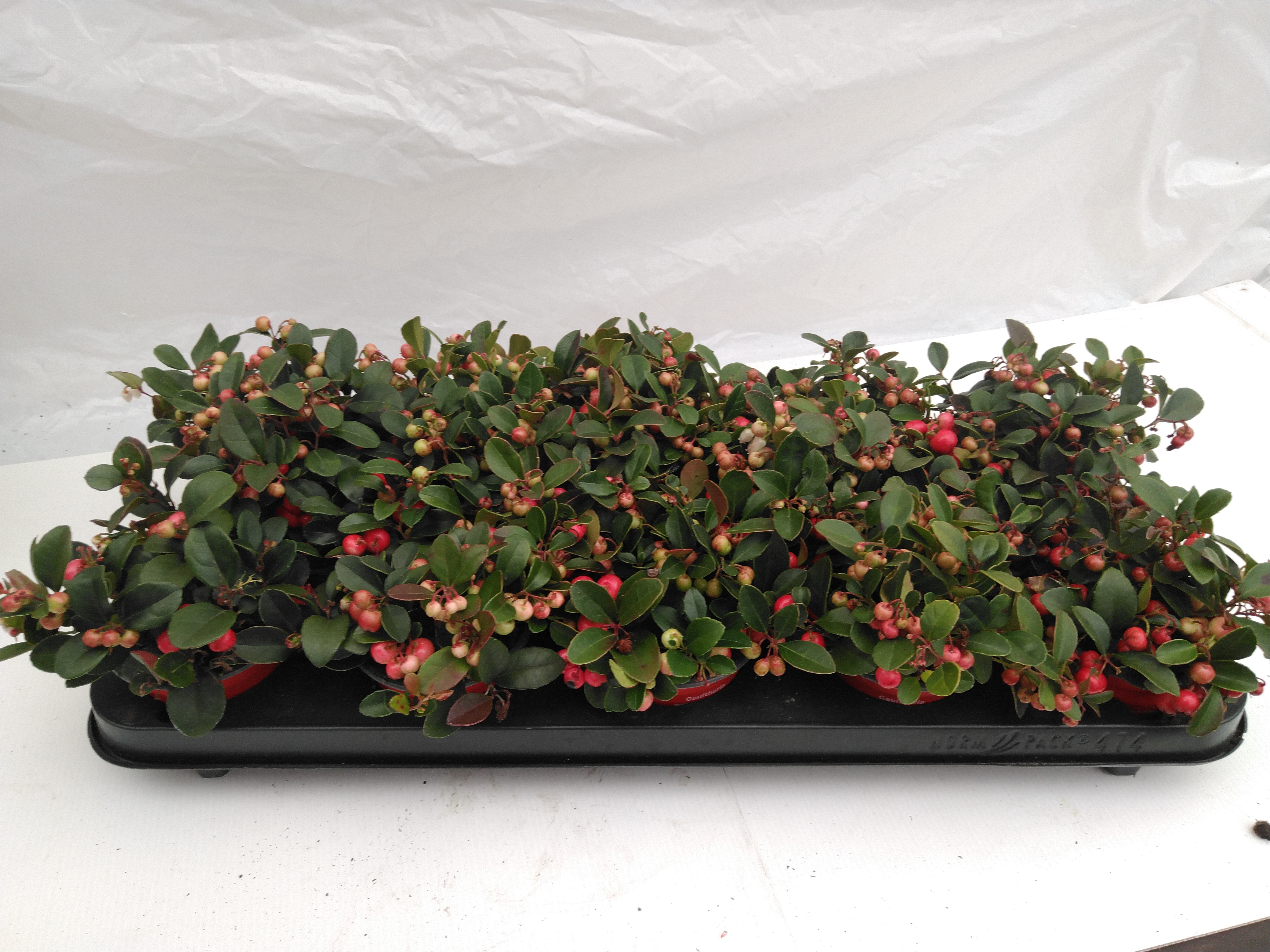 Gaultheria procumbens 'Very Berry'