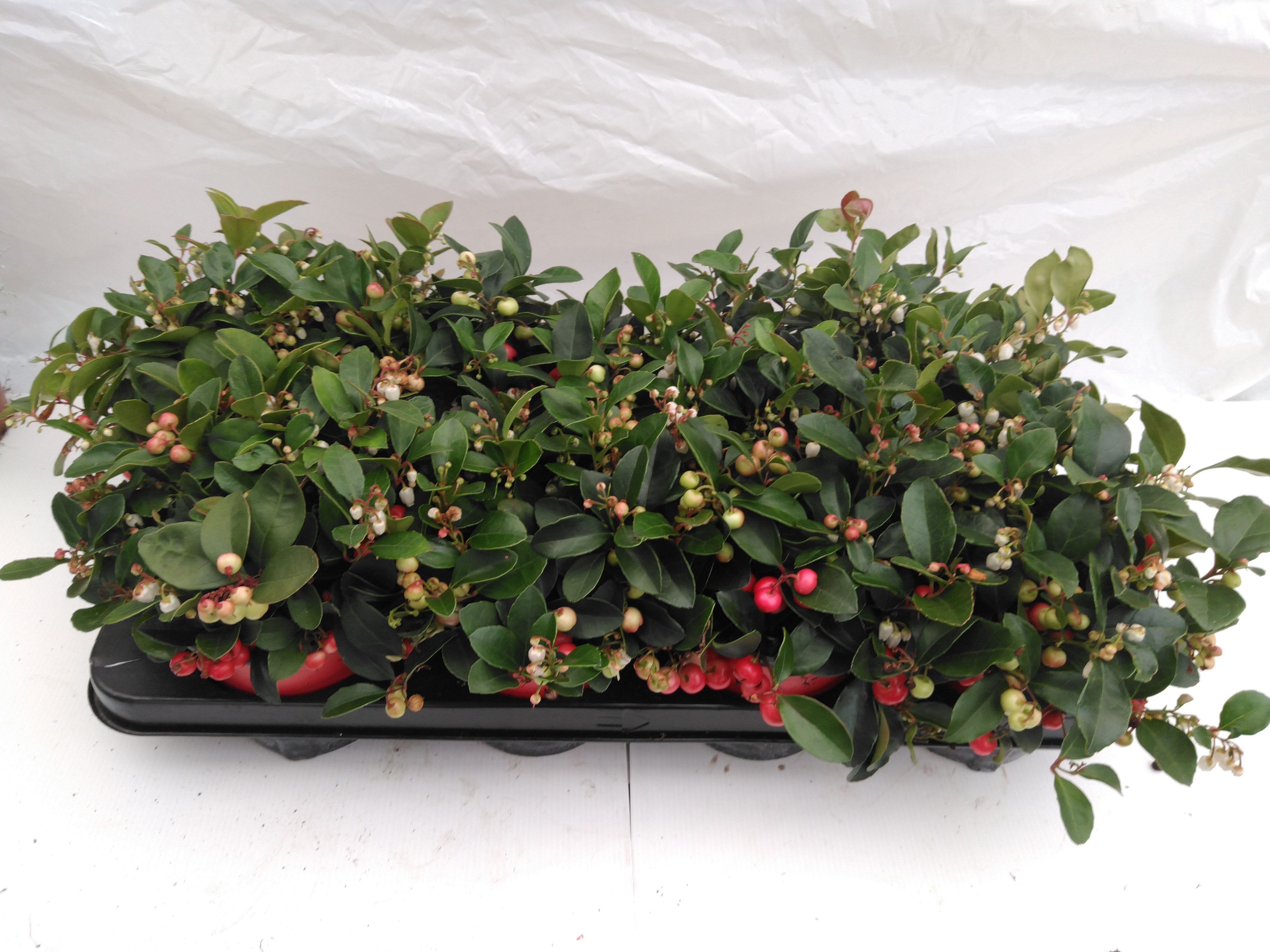 Gaultheria procumbens 'Very Berry'