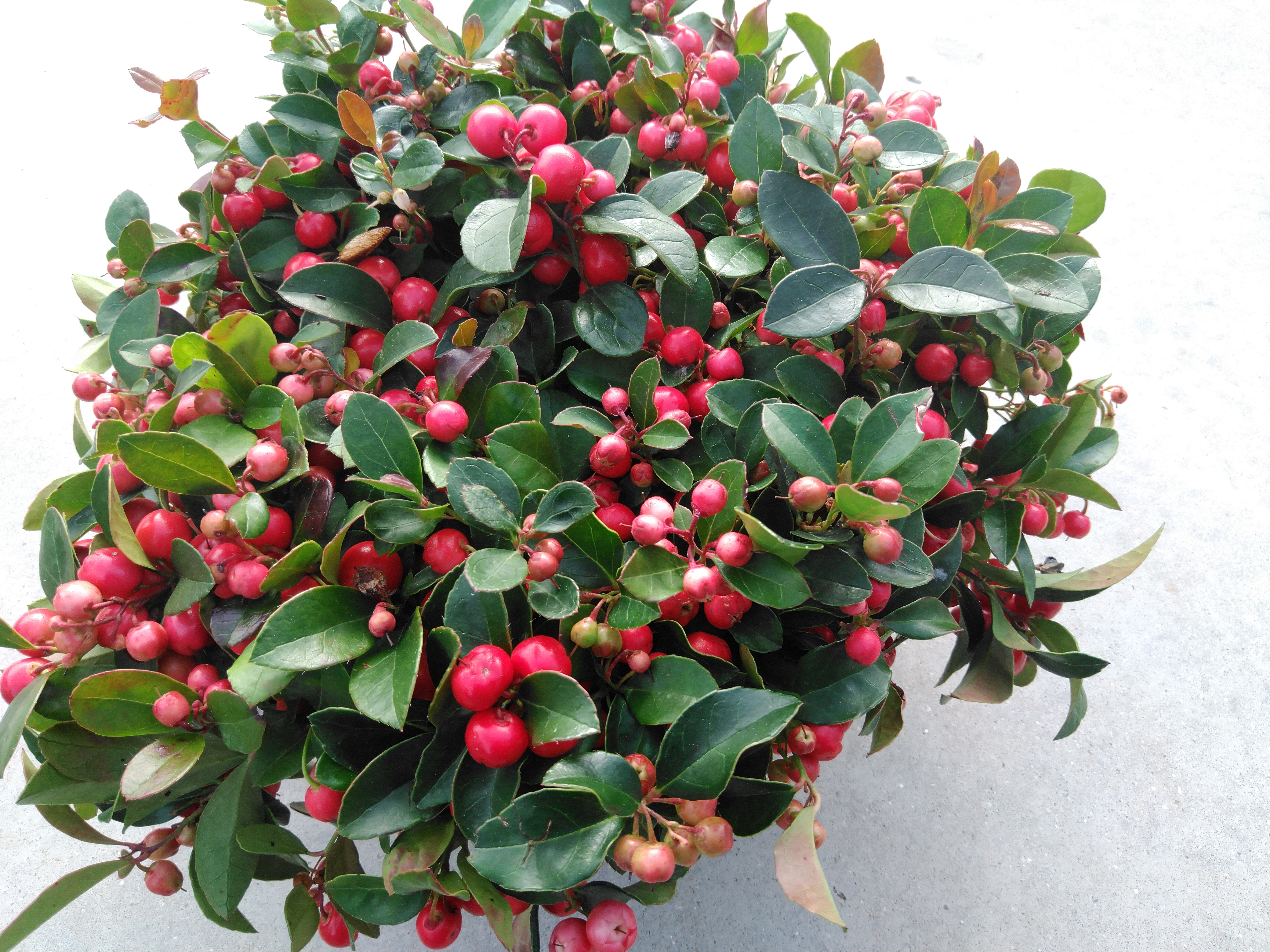 Gaultheria pro. 'Winterpearls Red'
