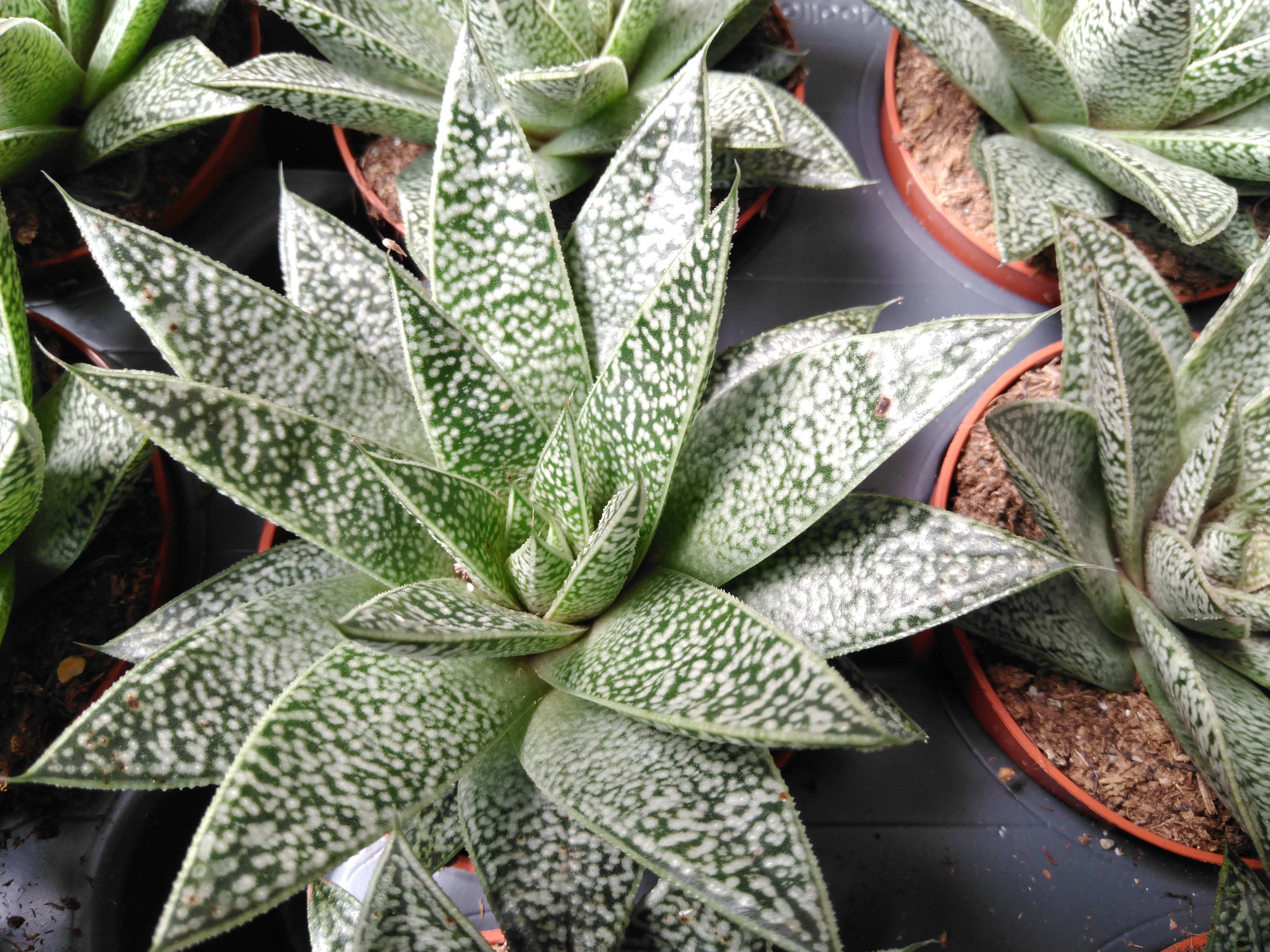 Gasteria 'D. Nella'