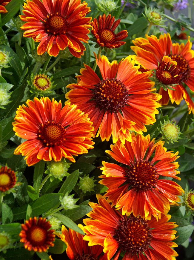 Gaillardia 'Spintop Yellow Touch' ® Gaillardia 'Spintop Yellow Touch' ®