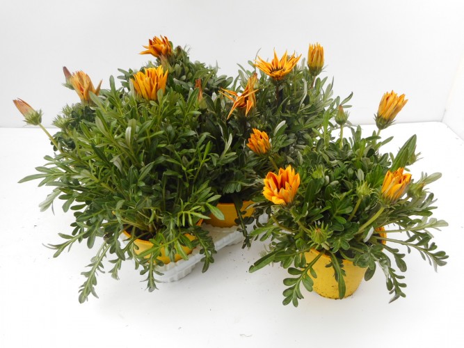 GAZANIA P14 GAZANIA P14