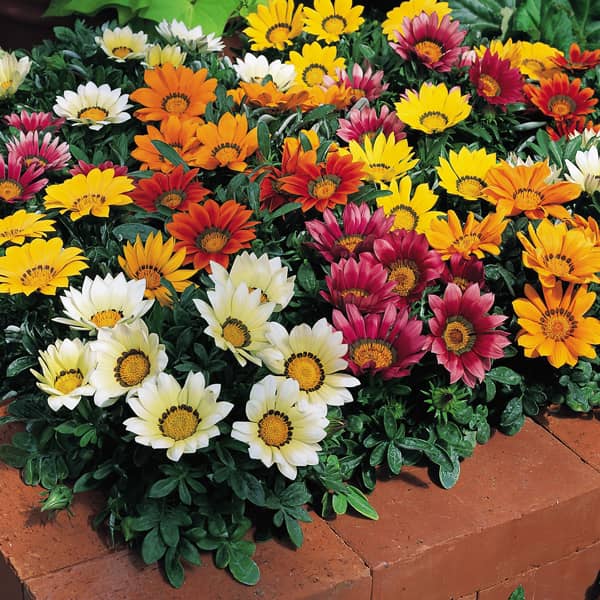 GAZANIA P14