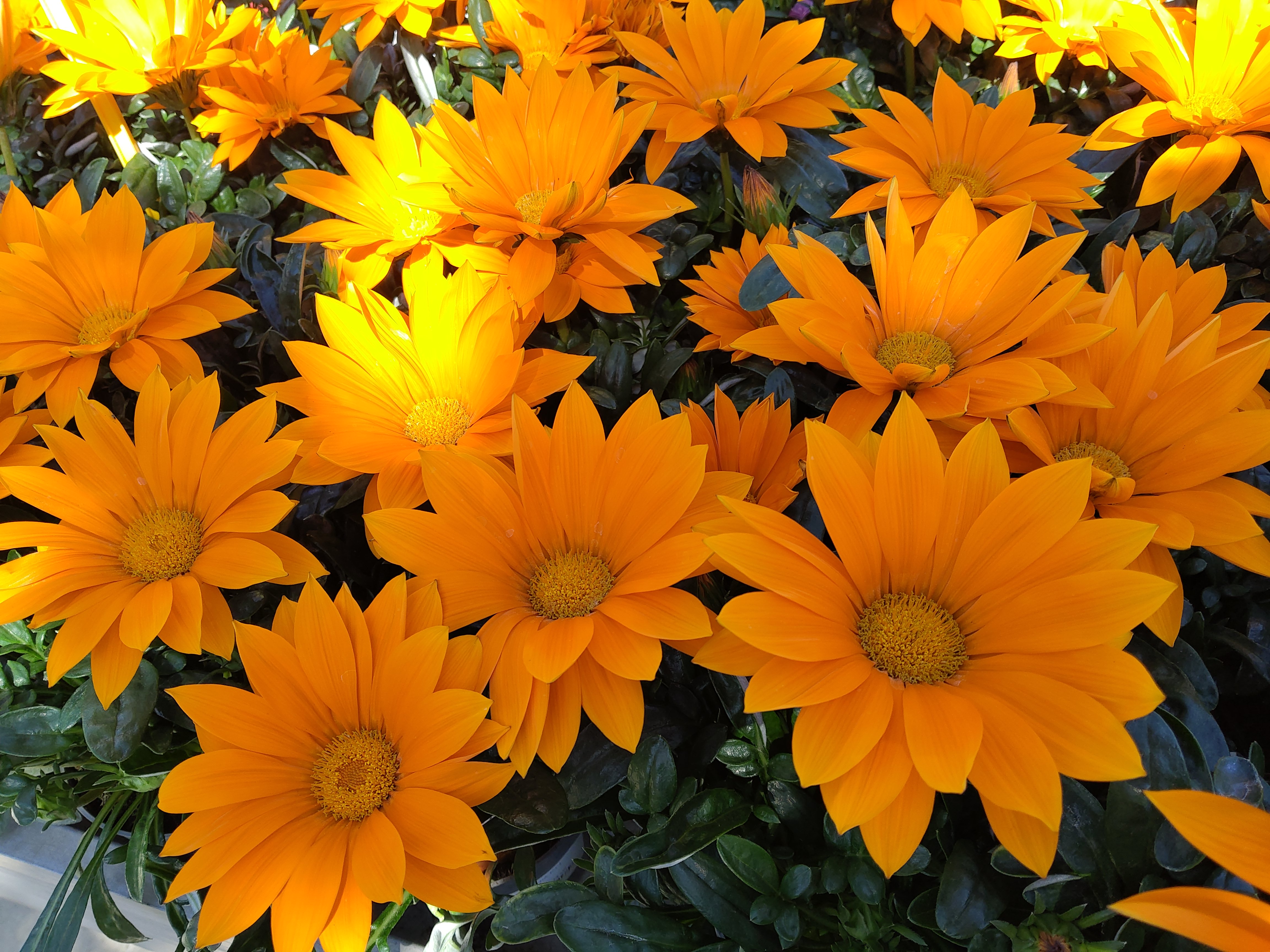 GAZANIA P14