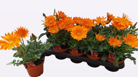 Gazania 'New Day Orange'