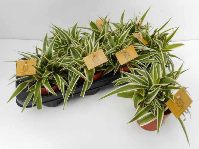 Chlorophytum com. 'Ocean' .