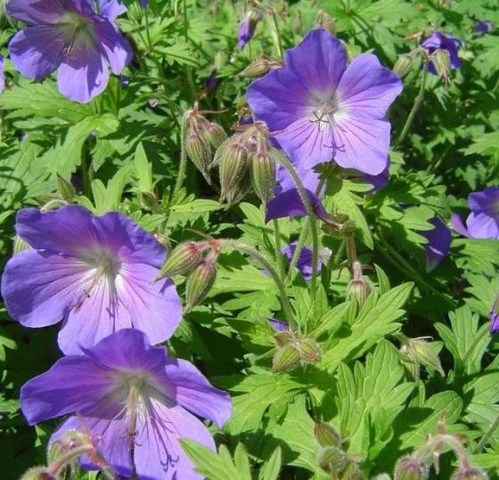 Geranium 'Johnson's Blue' Geranium 'Johnson's Blue'