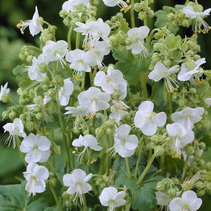 Geranium macr. 'White Ness' Geranium macr. 'White Ness'