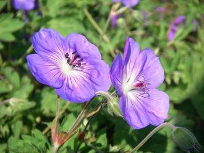 Geranium 'Rozanne' ® 