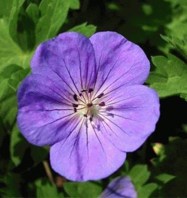 Geranium 'Rozanne' ® 
