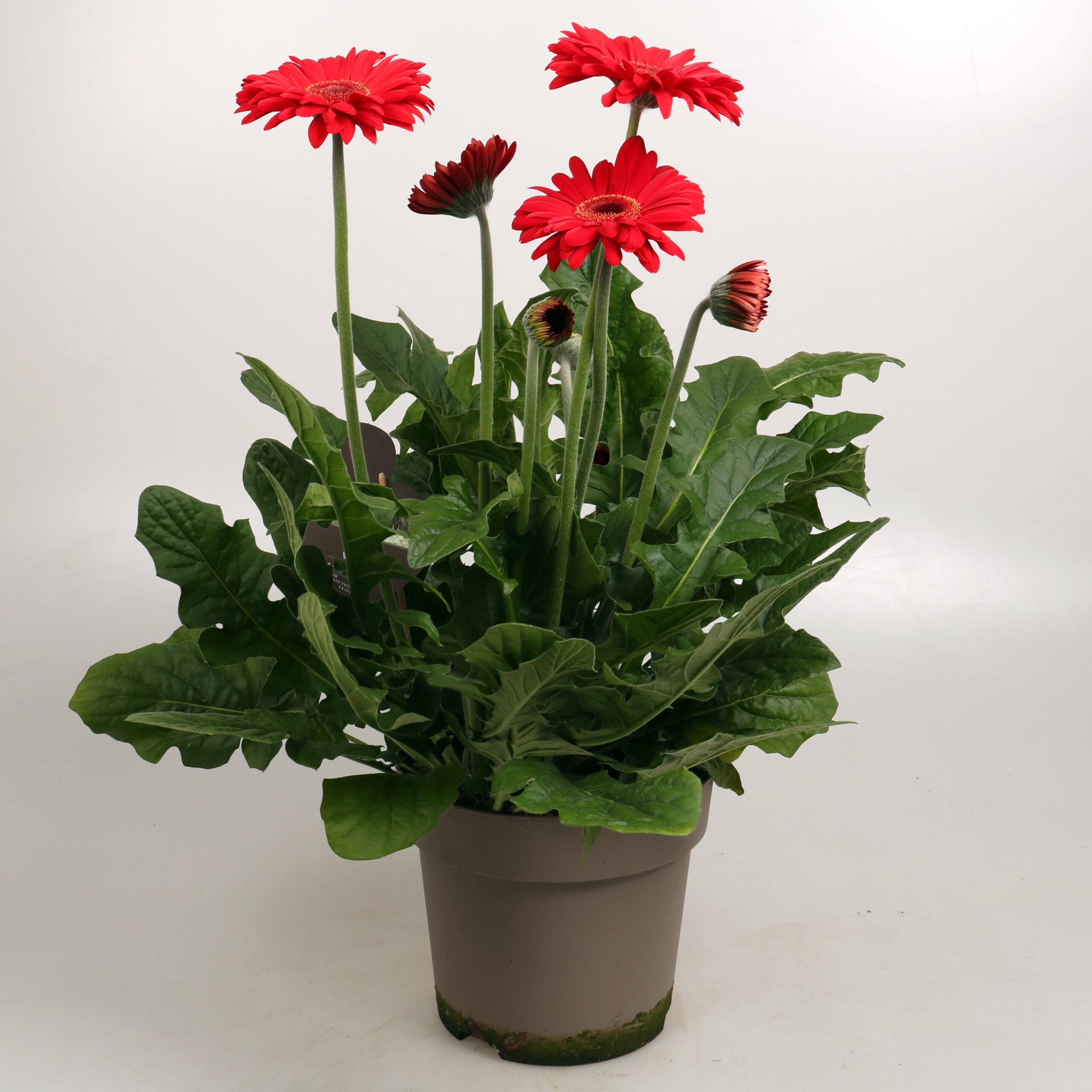 Gerbera patio in kleuren