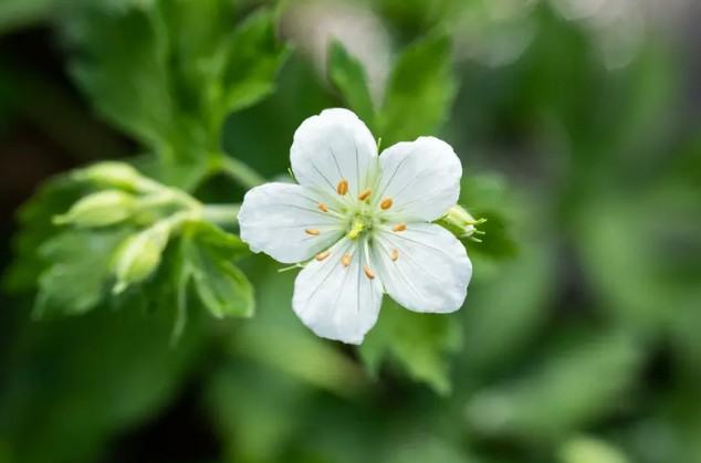 Geranium sang. 'Album' Geranium sang. 'Album'