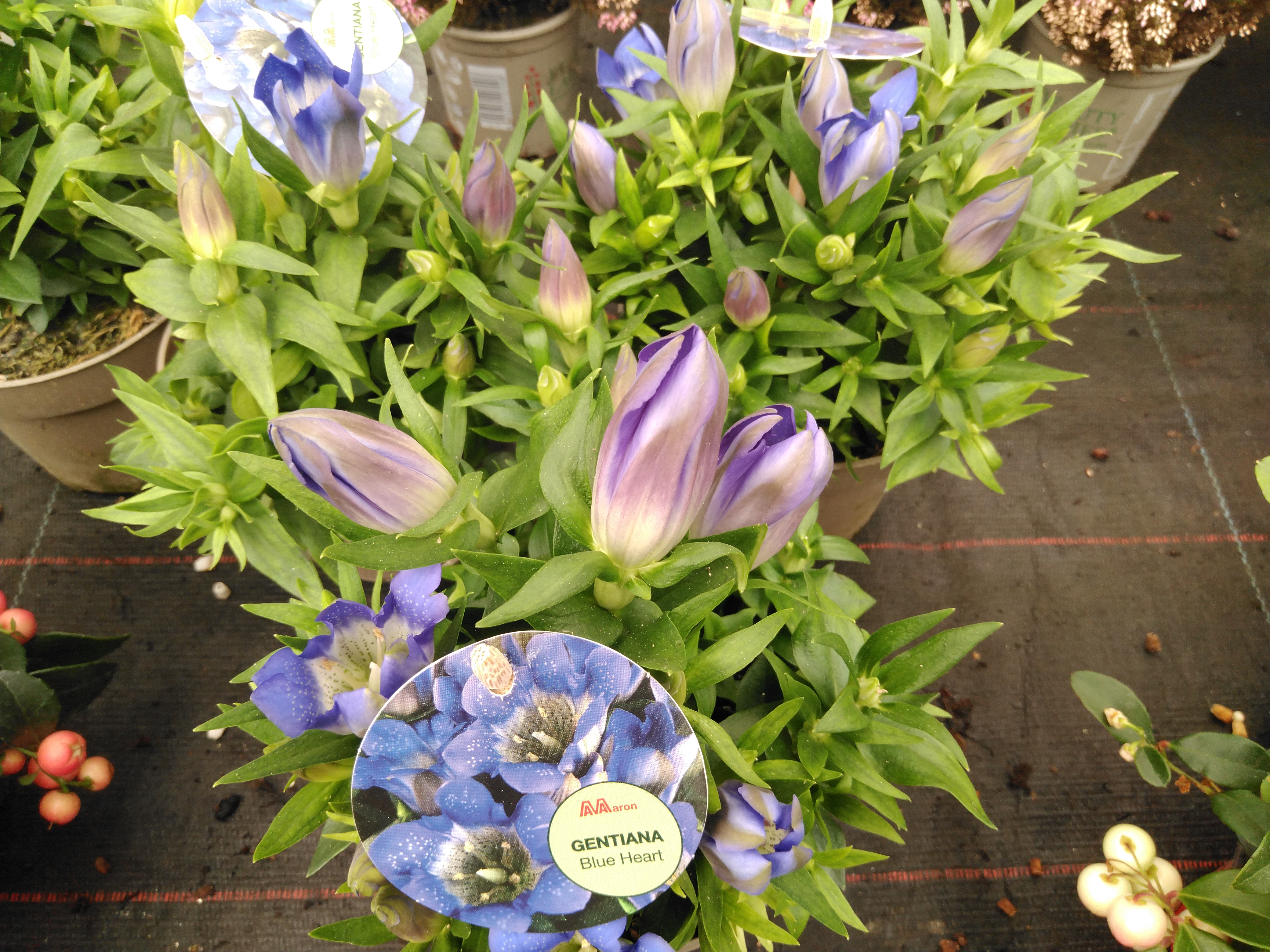 Gentiana scabra 'R Diam Blue Heart'
