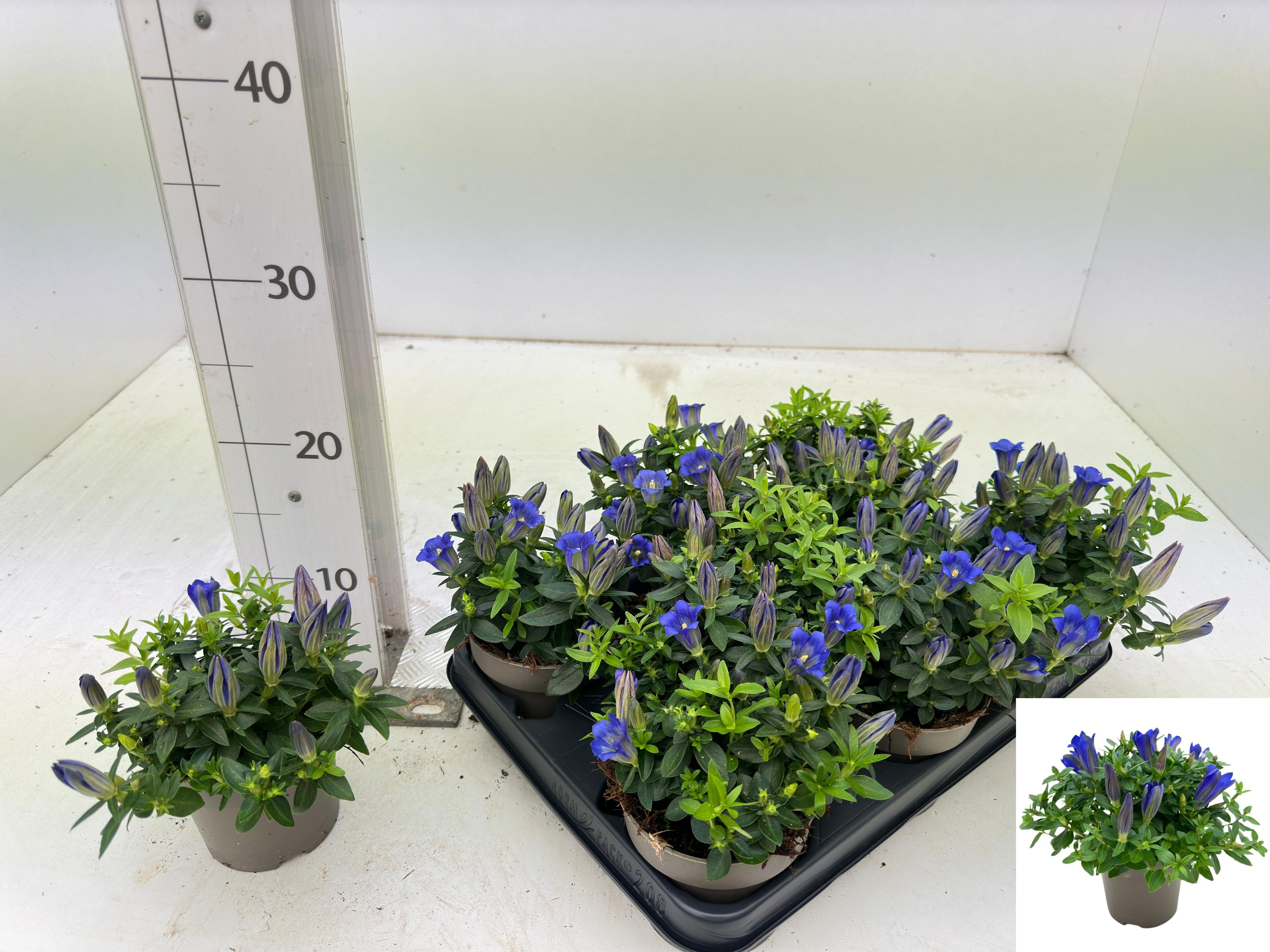 Gentiana scabra 'Easy Blue' Gentiana scabra 'Easy Blue'