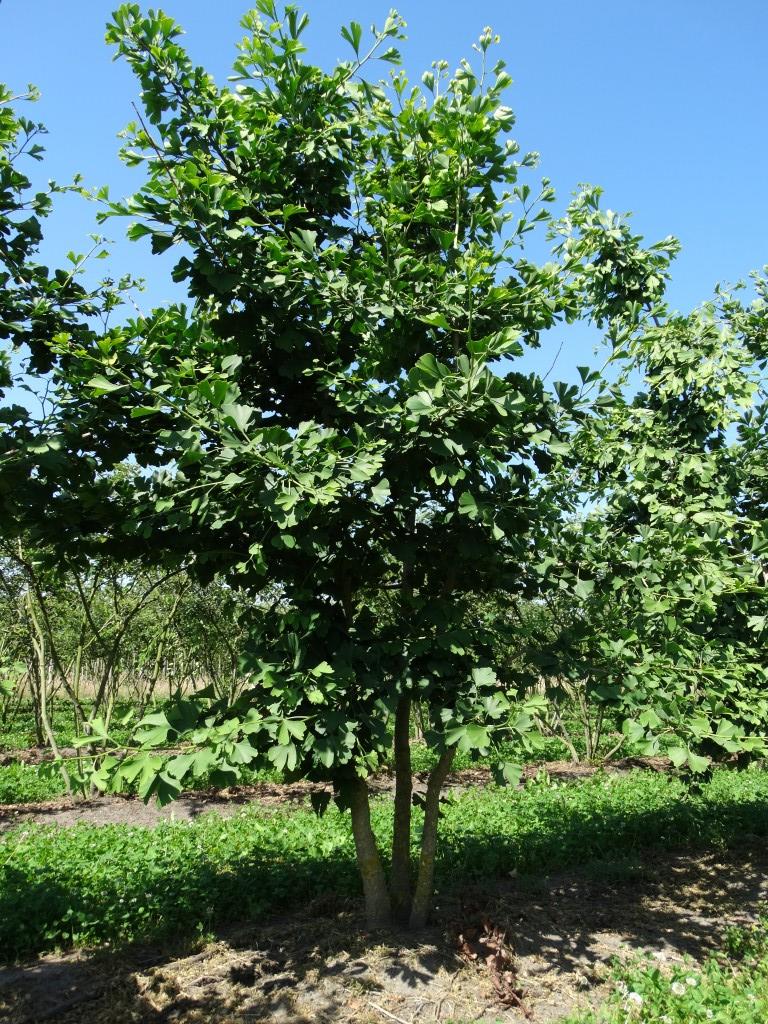 Ginkgo biloba  