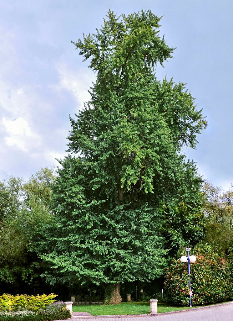 Ginkgo biloba  