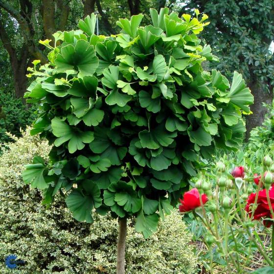 Ginkgo biloba 'Mariken' Ginkgo biloba 'Mariken'