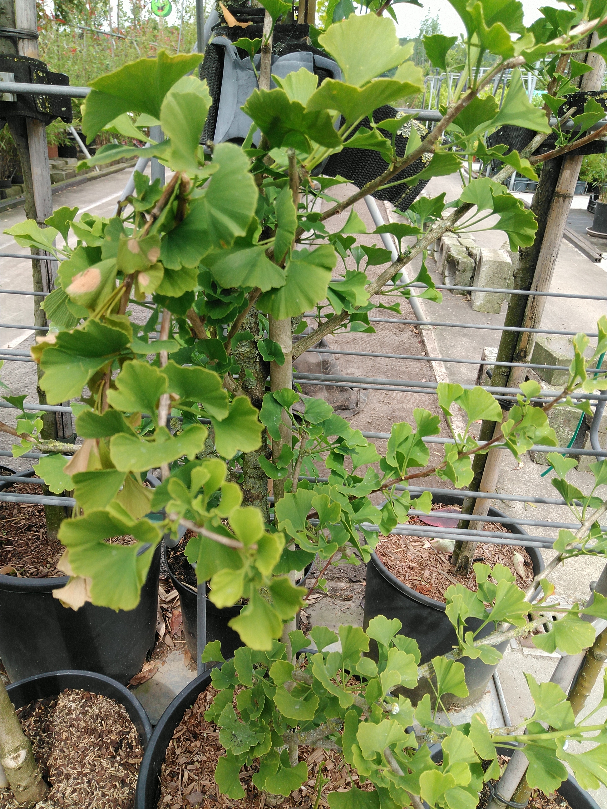 Ginkgo biloba 'Menhir' - zuilvormig