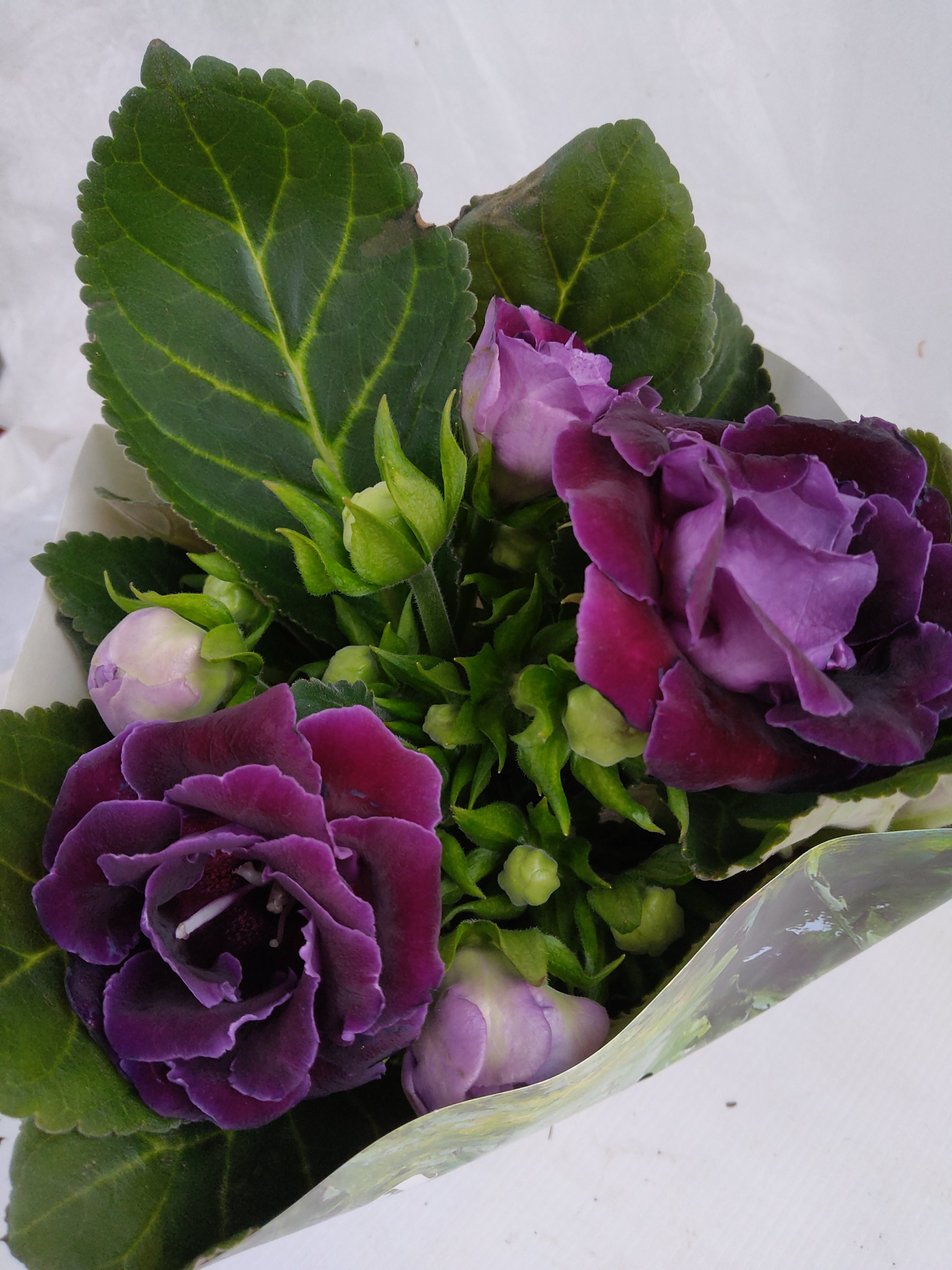 Gloxinia Sonata in kleuren