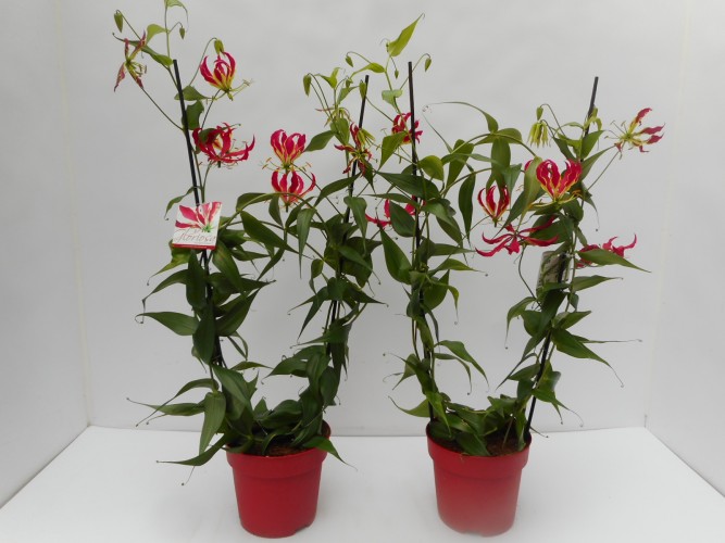 Gloriosa rothschildiana rood - rouge Gloriosa rothschildiana rood - rouge