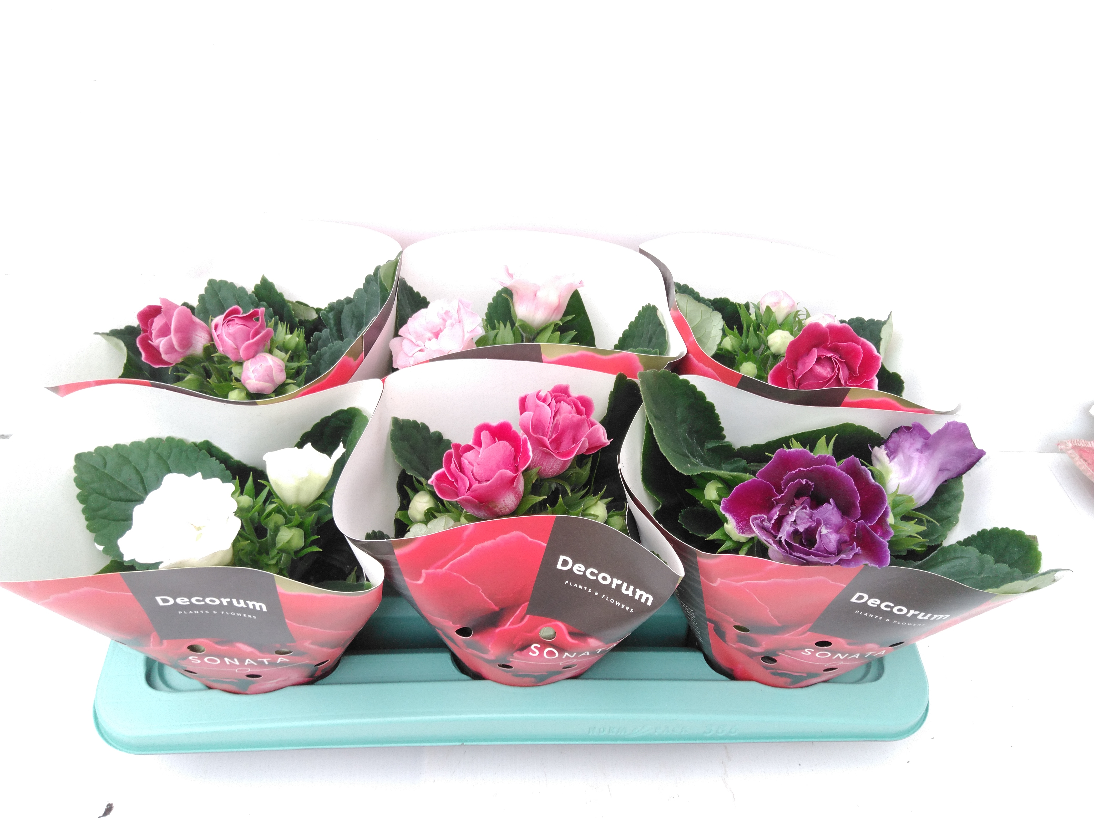 Gloxinia Sonata Mix Gloxinia Sonata Mix