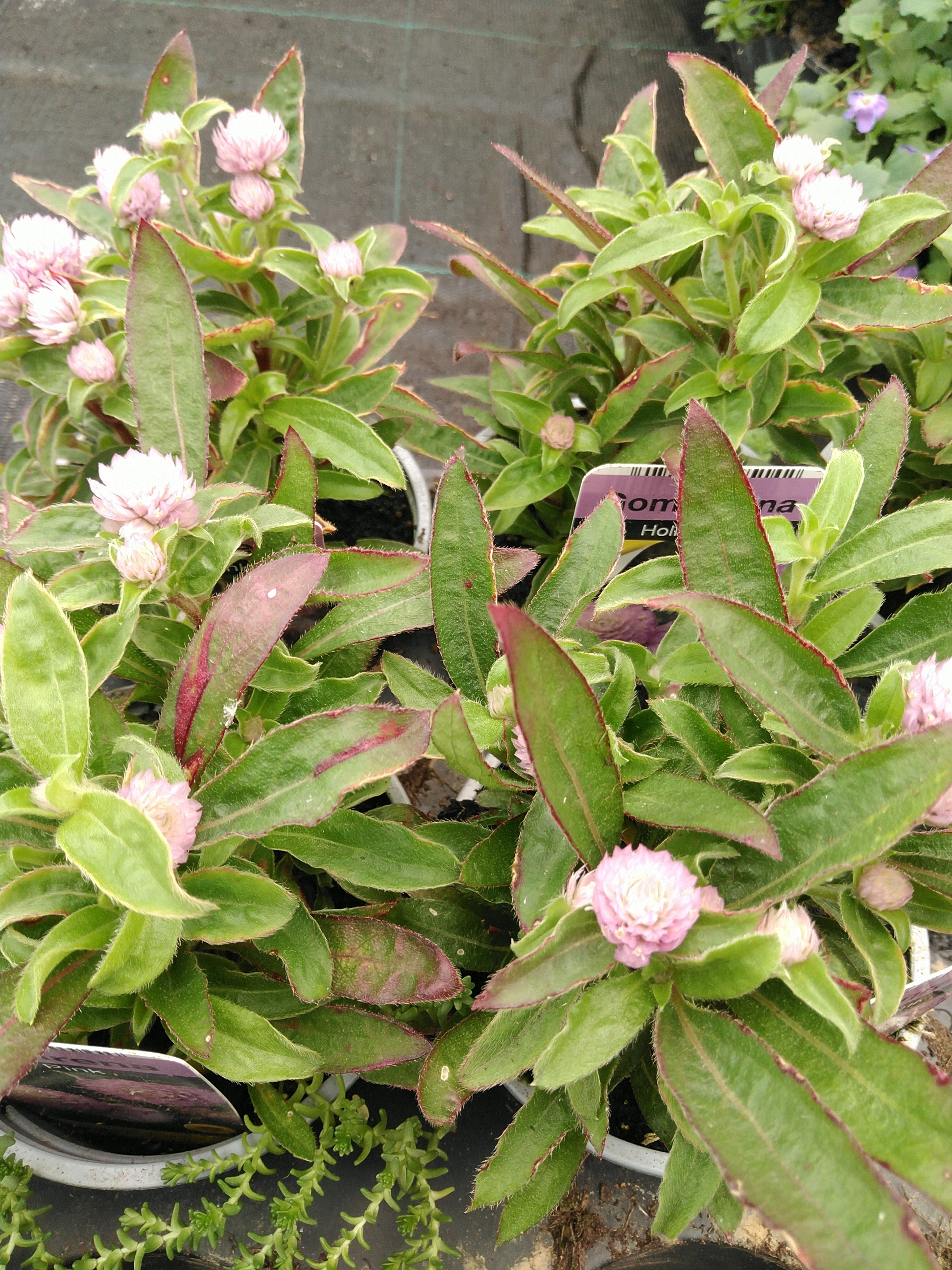 Gomphrena 'Holly Pink'