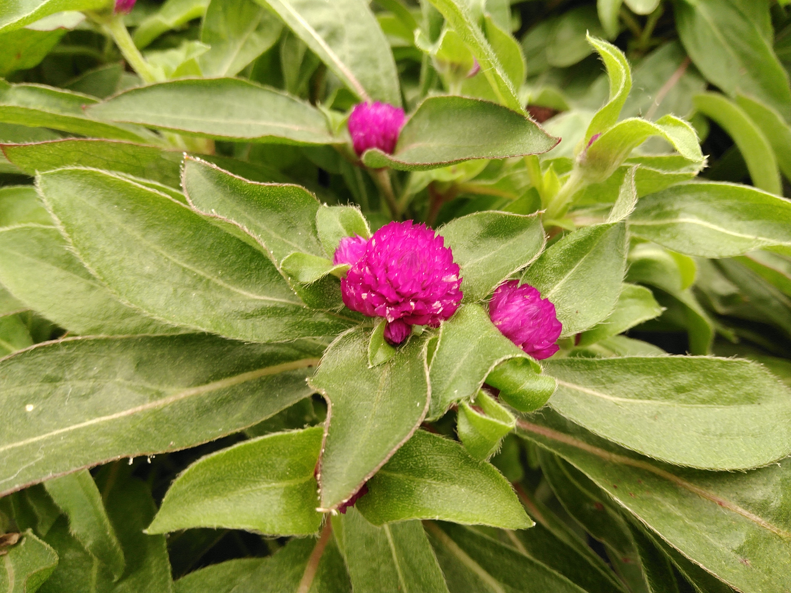 Gomphrena glo. 'Holly Violet'