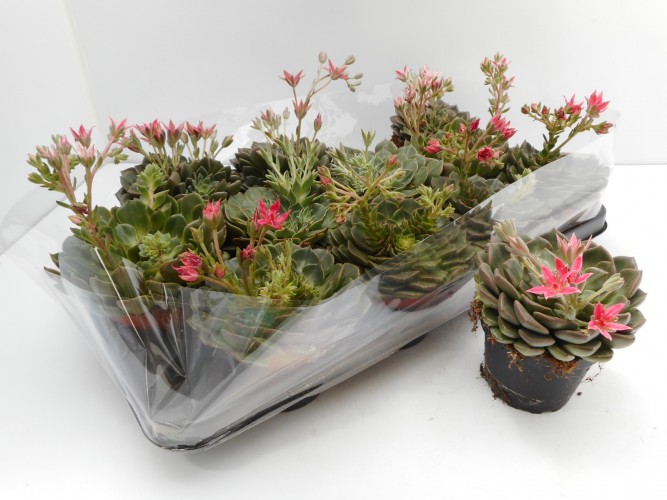 Graptopetalum bellum Graptopetalum bellum