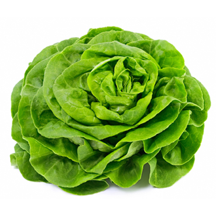 Groene kropsla Appia 12 pl. Groene kropsla Appia 12 pl.