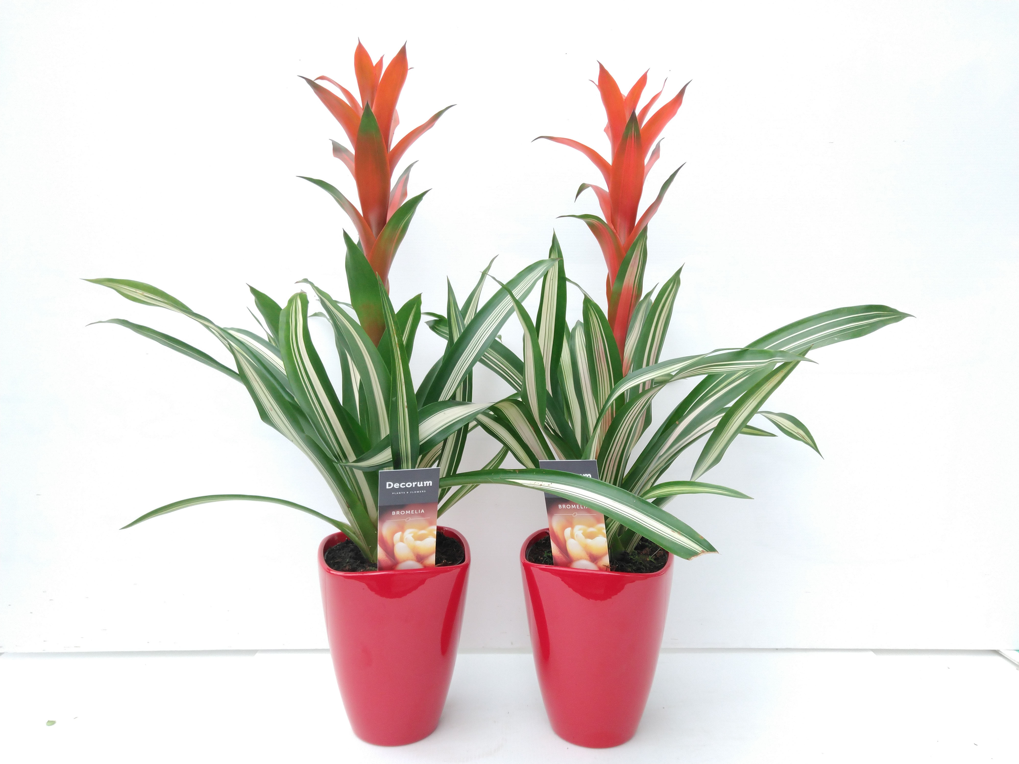 Guzmania Bandera Luxe Keramiek